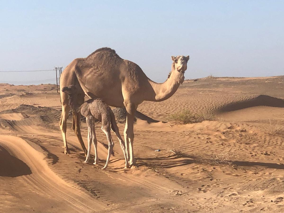 Desert Moments Glamping - Full Privacy Bidiya Экстерьер фото